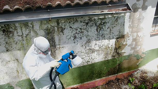 Mold Removal service in Merrick